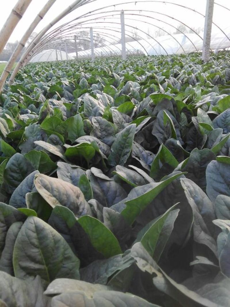 越冬菠菜25~30厘米