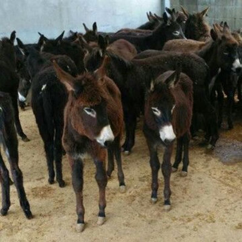 驴骡200~300kg