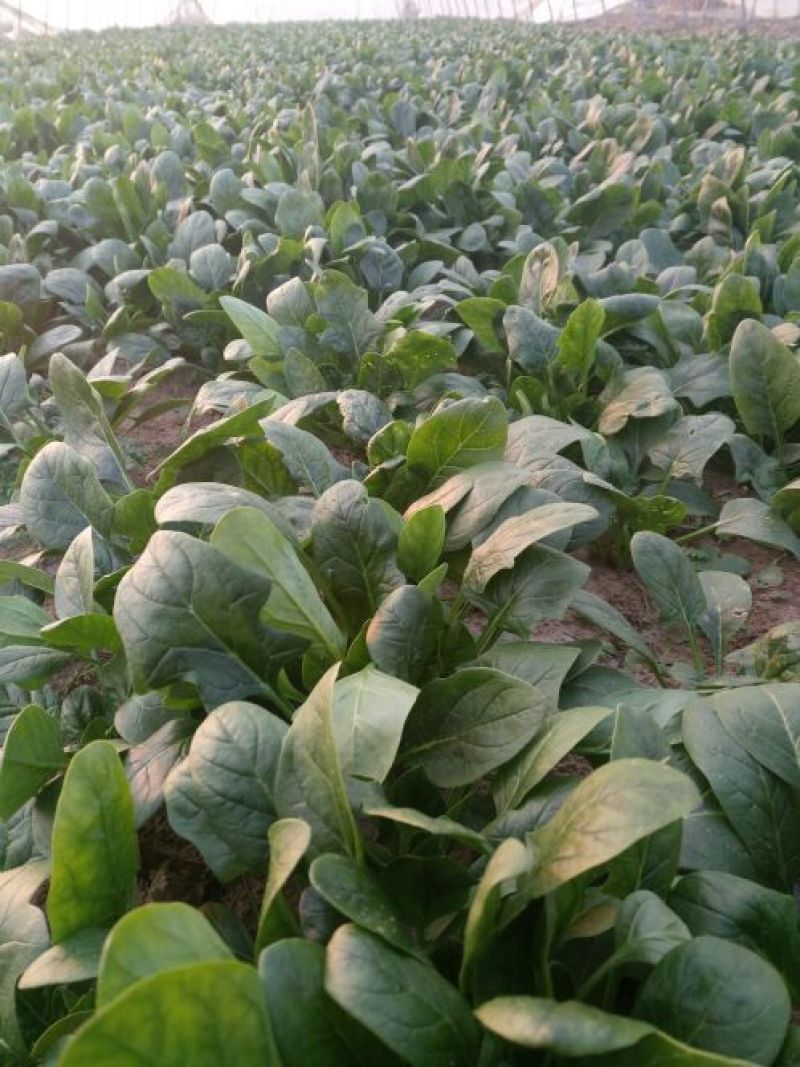 越冬菠菜15~20厘米