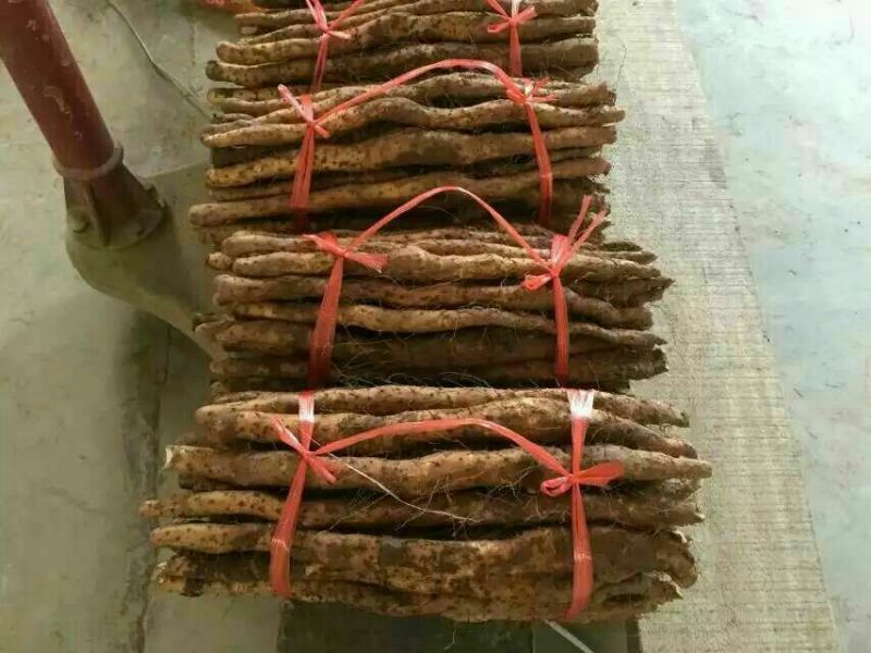 垆土山药2~3厘米特级40~50厘米