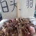 白头翁