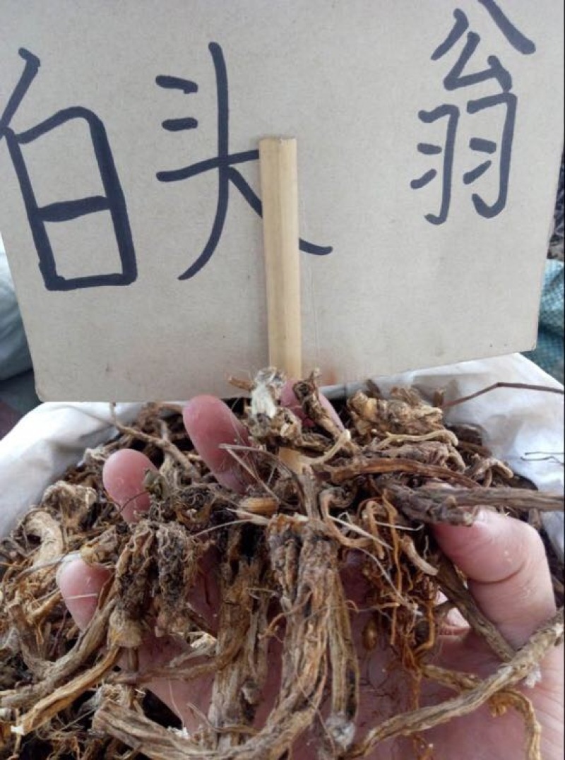 白头翁