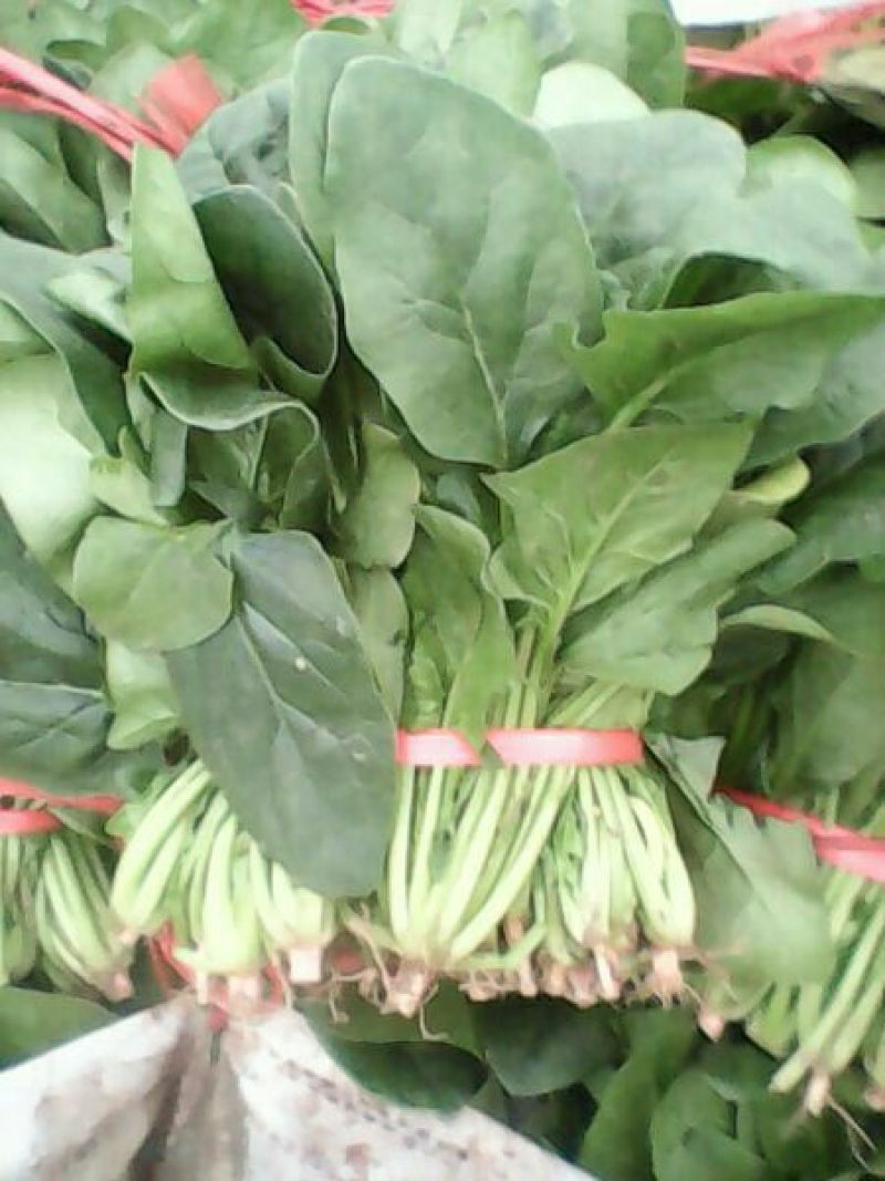名门菠菜