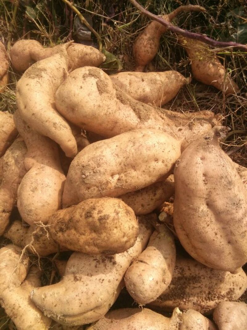 蜜薯红薯黄心烤红薯3两以上基地直供量大从