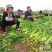 河南商丘柘城董庄芹菜基地，常年种植西芹芹菜，