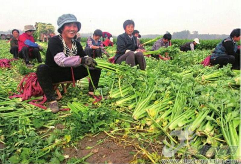 河南商丘柘城董庄芹菜基地，常年种植西芹芹菜，