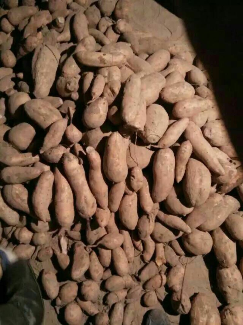 红薯苗，龙薯九，高剪，大田剪苗