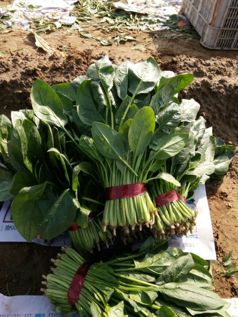 大叶菠菜20~25厘米