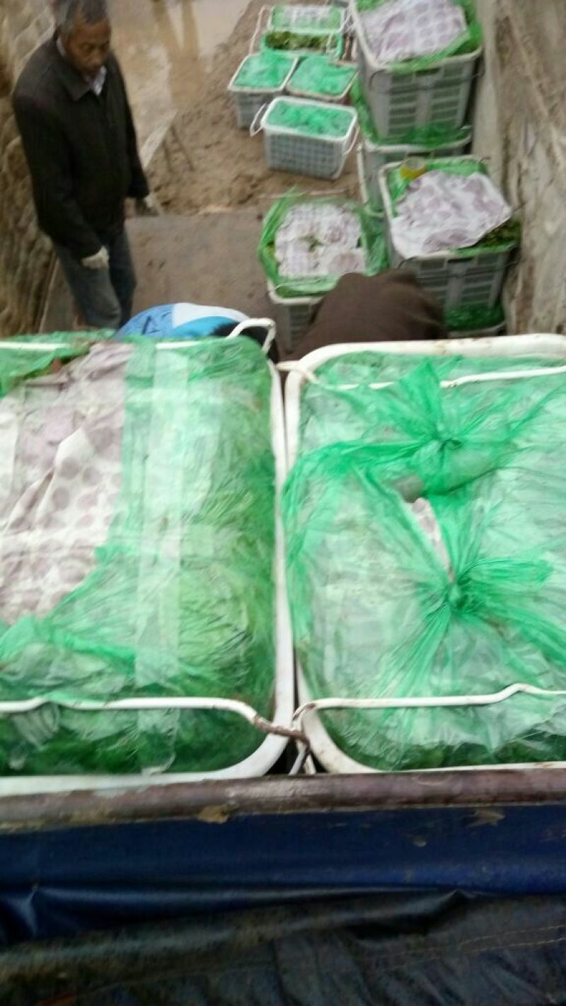 大叶菠菜20~25厘米