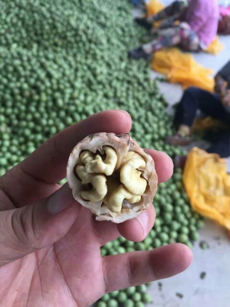 青皮核桃30mm以上去皮