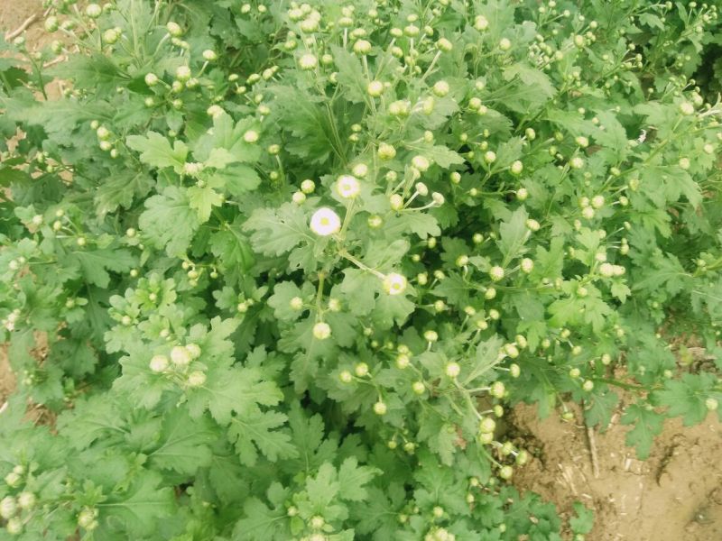 菊花茶