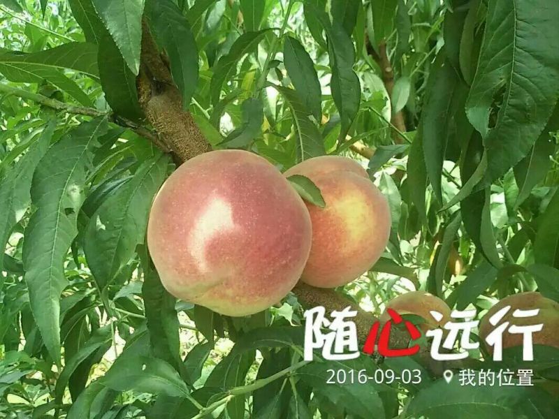 桃树苗60~70cm