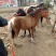 矮马300~400kg