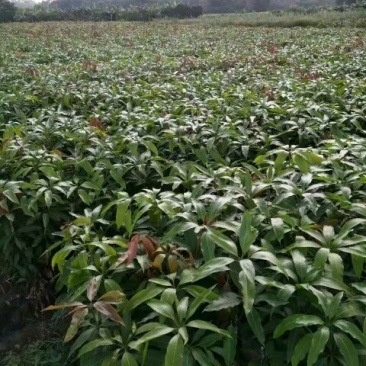 芒果苗1m以下