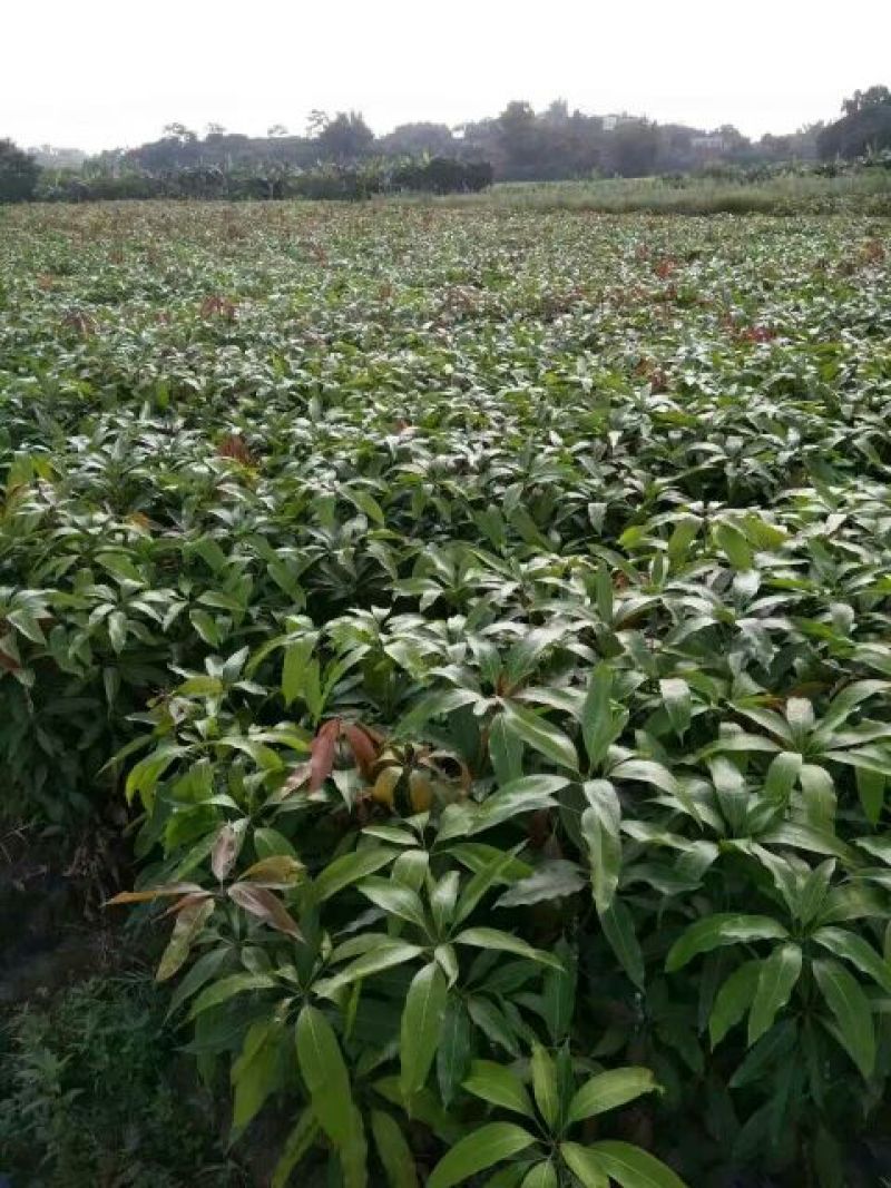 芒果苗1m以下