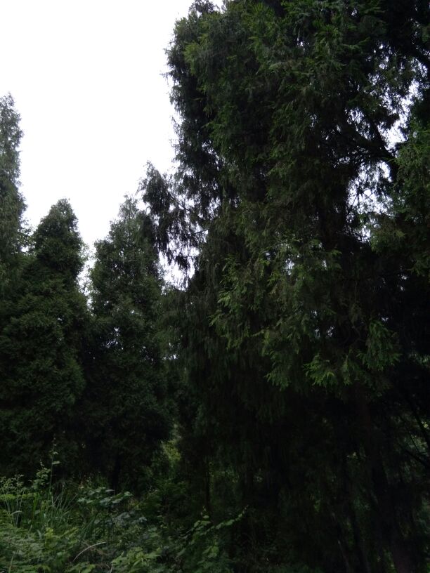 松树 612_816 竖版图片