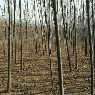黄山栾树8~10cm8~10cm3.5~4米