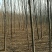 黄山栾树8~10cm8~10cm3.5~4米