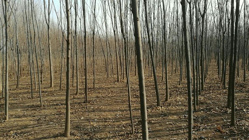黄山栾树8~10cm8~10cm3.5~4米
