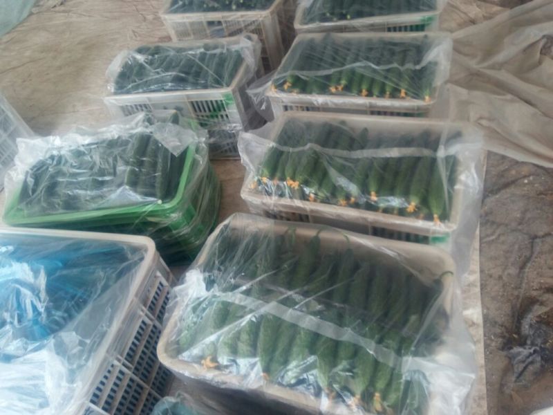 密刺黄瓜鲜花带刺18~22公分