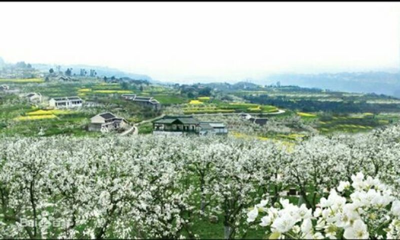 梨350~400g光果