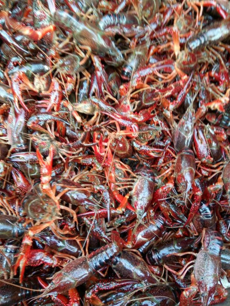 小龙虾食用6~8钱活虾
