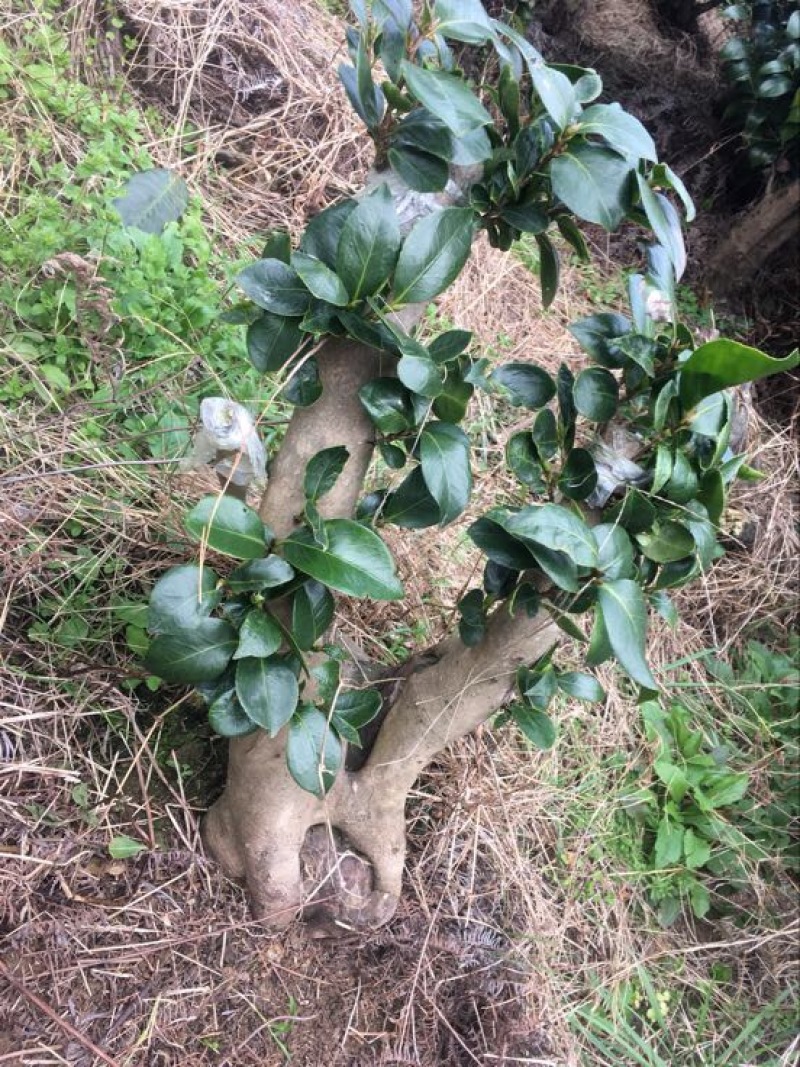 茶花