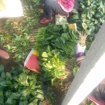 黑叶菠菜25~30厘米