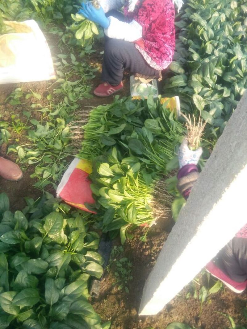 黑叶菠菜25~30厘米