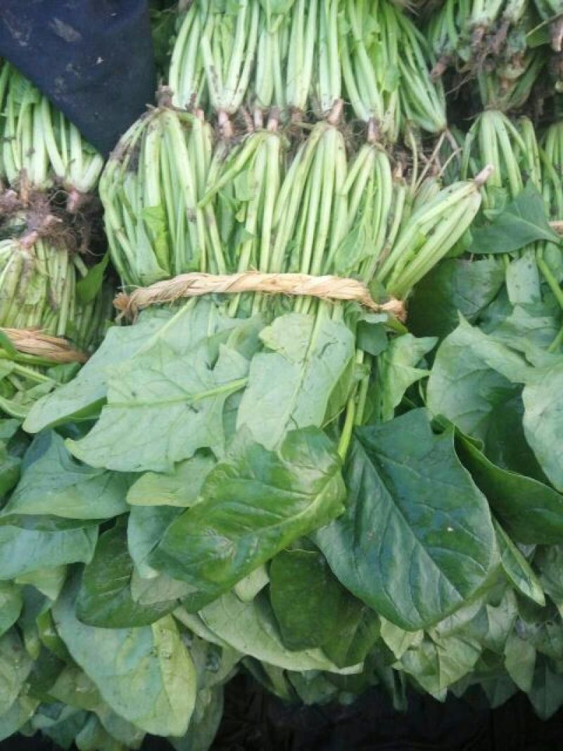 越冬菠菜15~20厘米