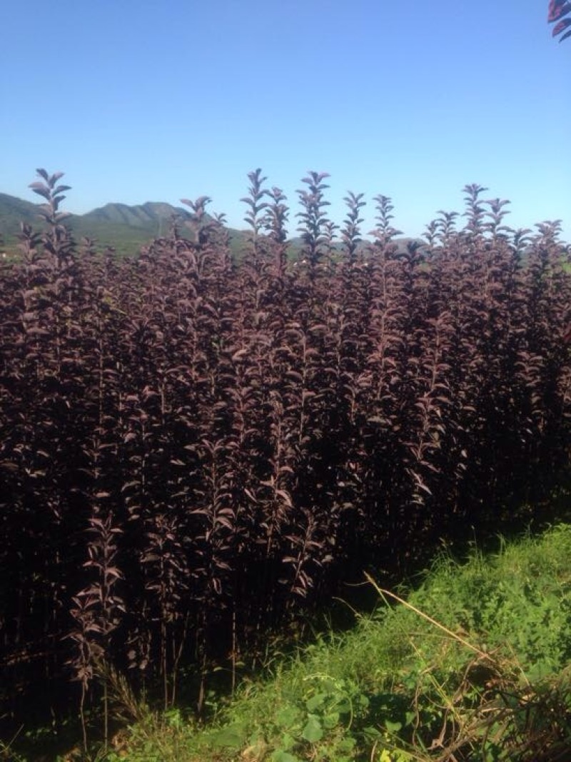 苹果树2cm以下4cm以下1.5~2米