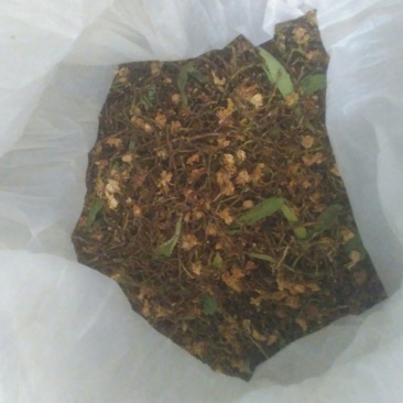 珍珠菊花茶开花