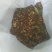 珍珠菊花茶开花