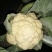白花菜散装