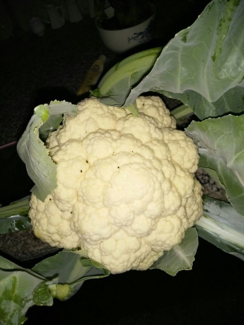 白花菜散装