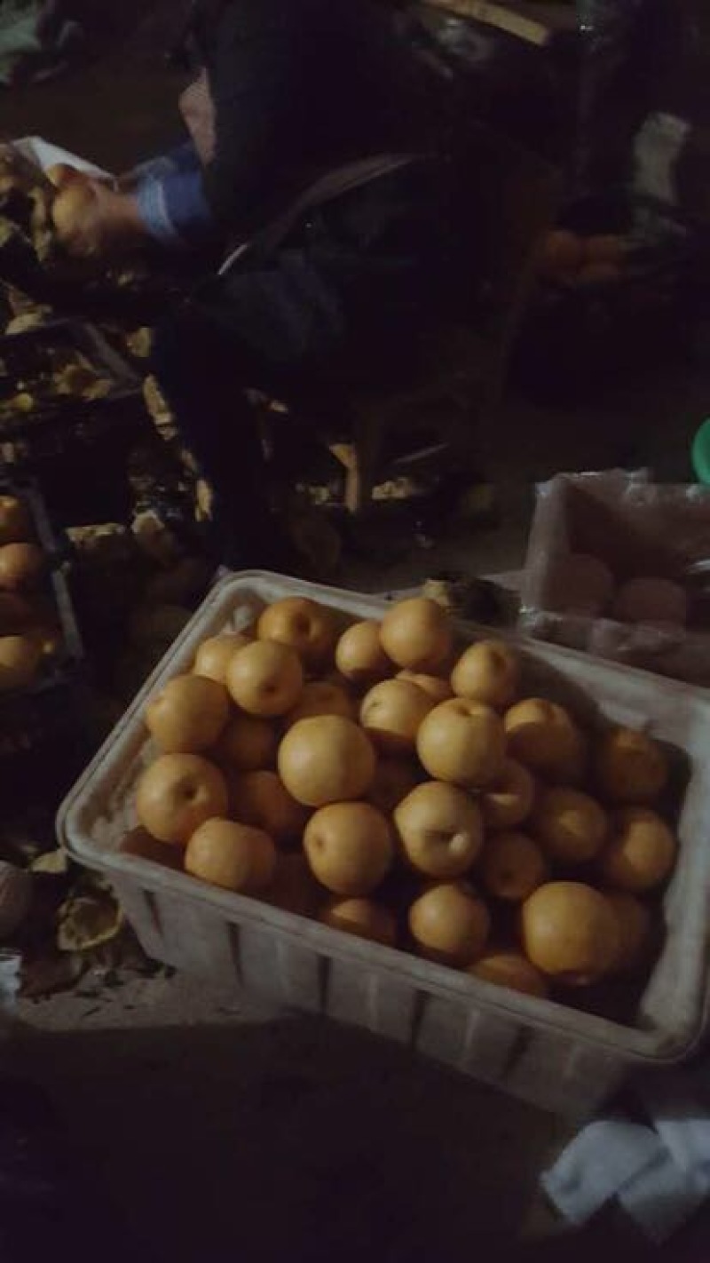 晚秋黄梨