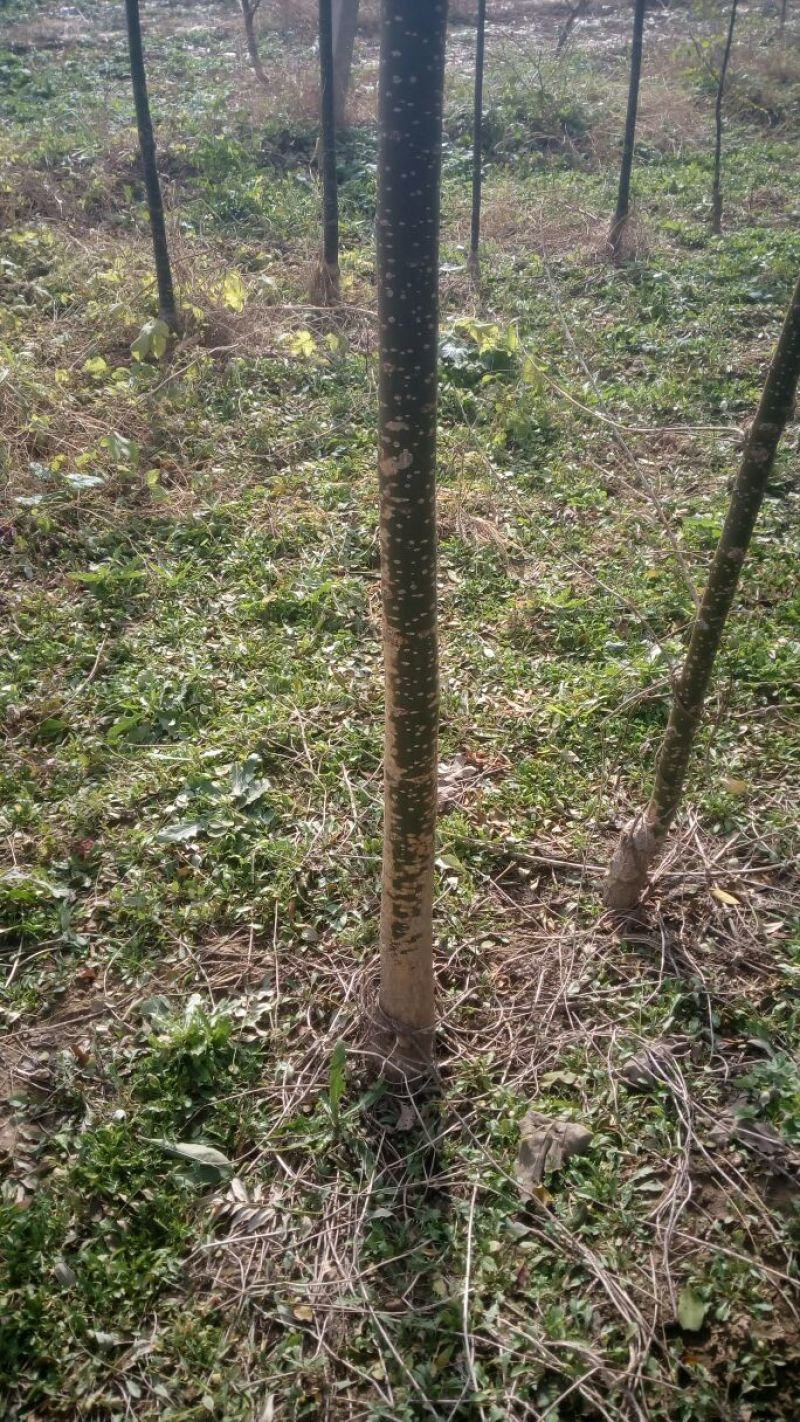 国槐4~6cm4~6cm1米以下