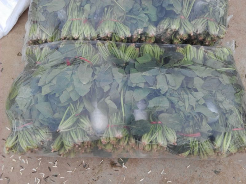 金乡大叶菠菜专业代收