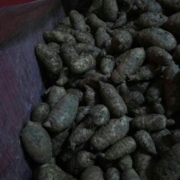 乌红天麻