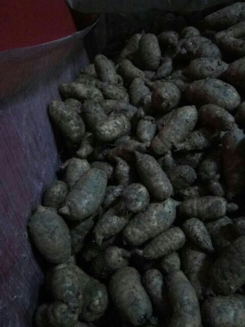 乌红天麻