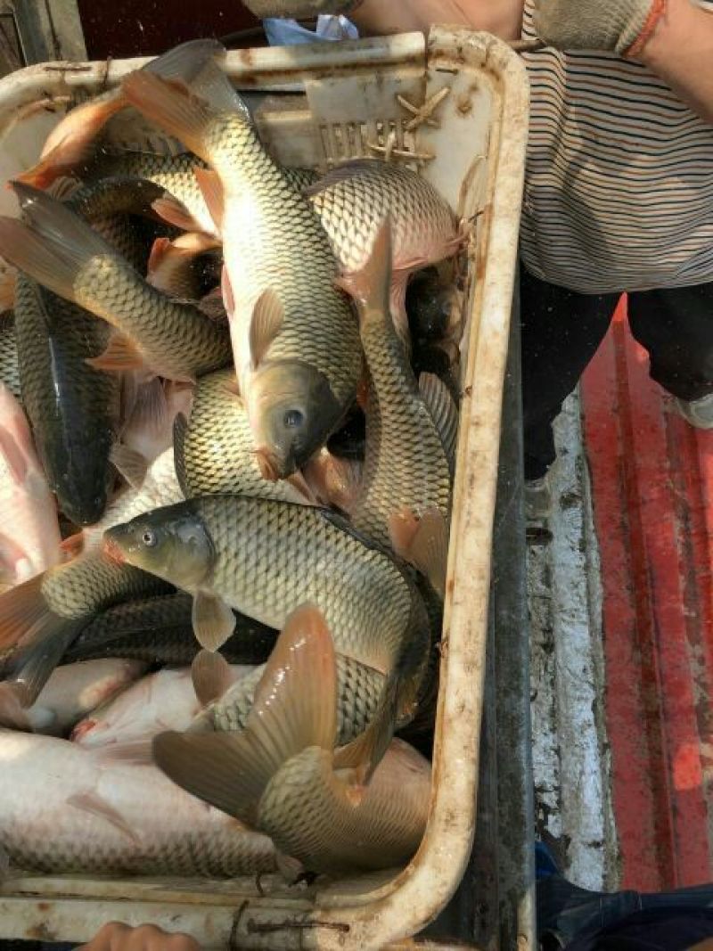 鲤鱼食用0.5~1公斤