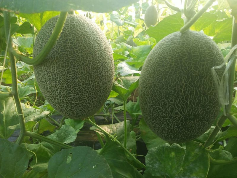 西州蜜瓜3斤以上长圆形