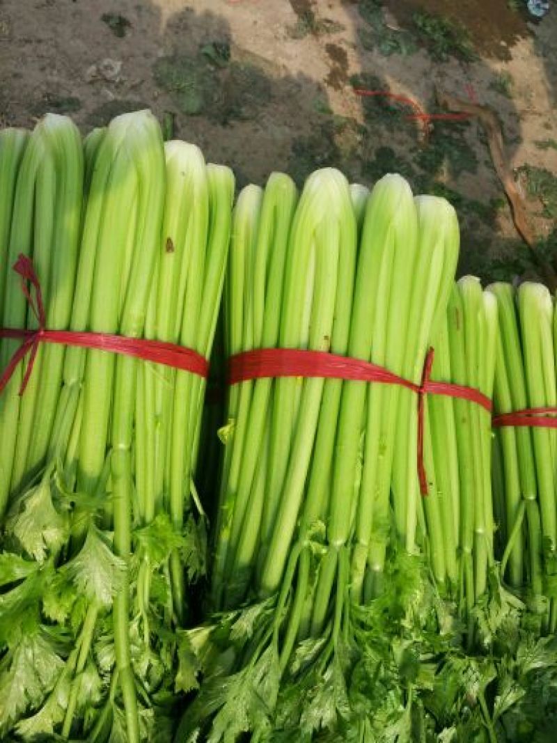 芹菜60cm以上