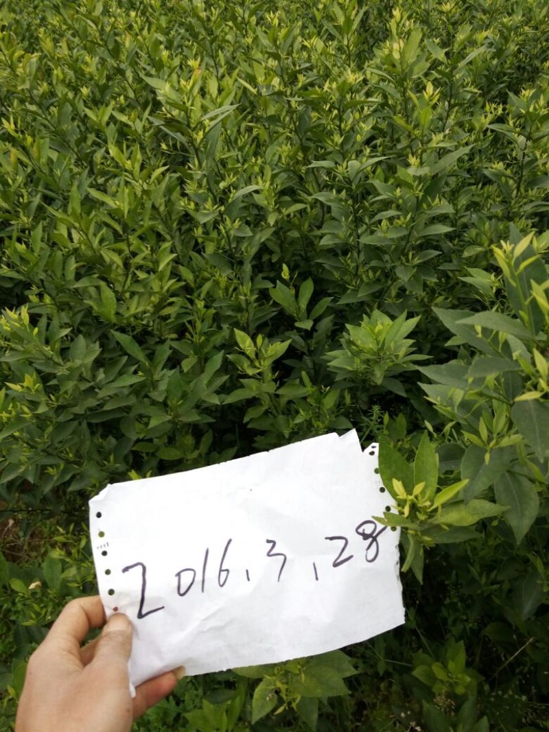 杜鹃2~4cm4cm以下0.5~1米