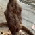 何首乌野生统片