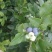 北陆蓝莓8~10mm以上