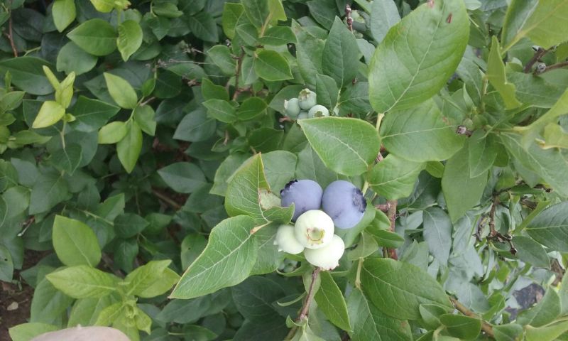 北陆蓝莓8~10mm以上
