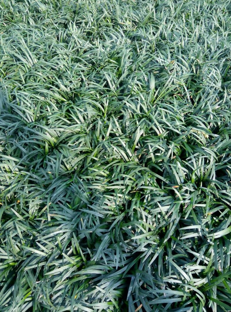 大量供应玉龙草4~8cm