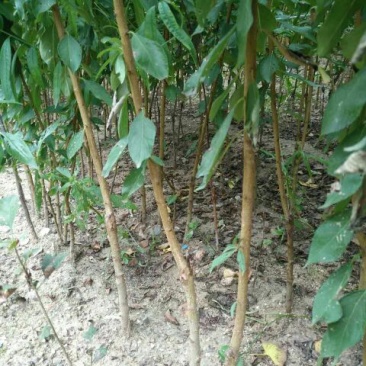桃树苗50~60cm