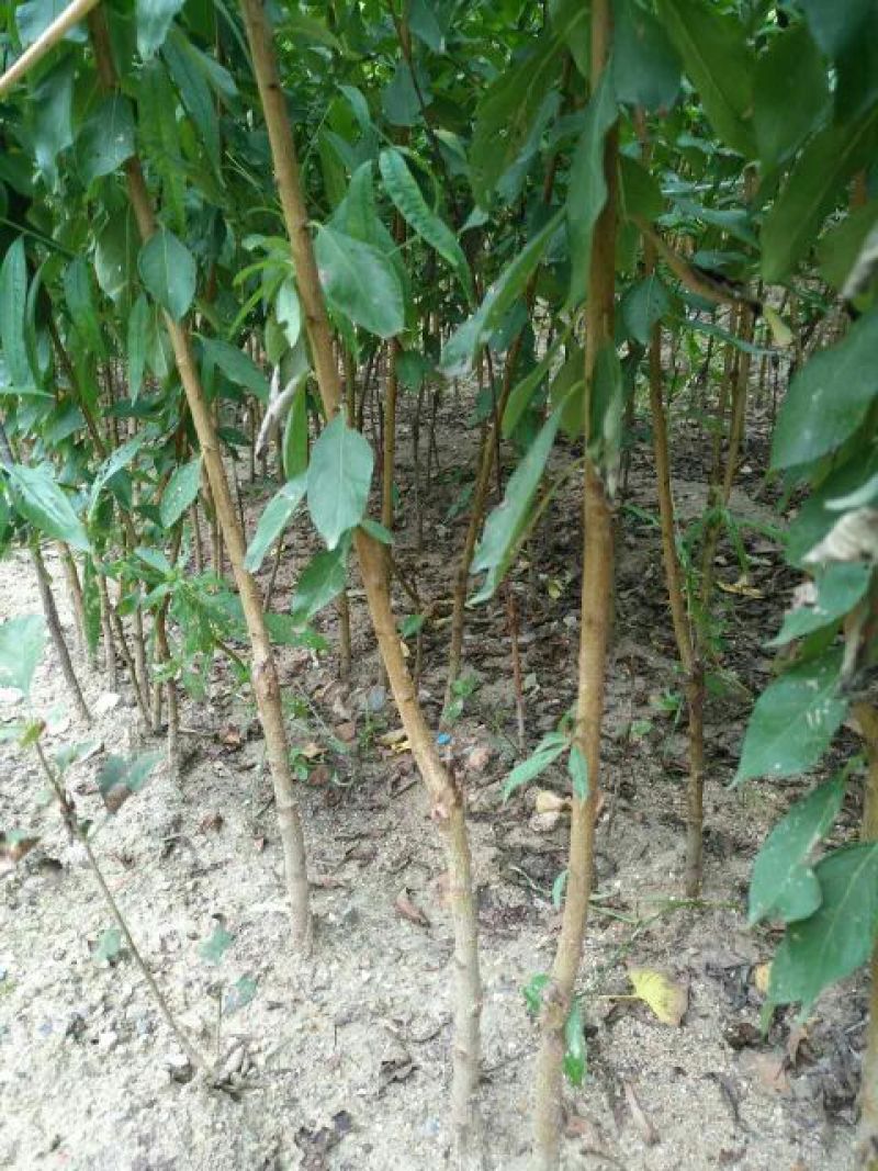 桃树苗50~60cm